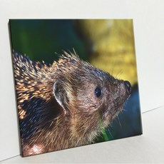 UDP 磁磚相框 A型 3816193, 單一顏色