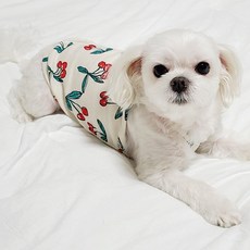 도기코디 반려동물 상큼과일 나시, 체리, 1개