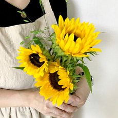 코코도르팜 생화 해바라기 3대 + 보리사초 3대 세트, 옐로우