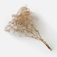 BLOOMING&ME 柔軟迷你乾燥勿忘我, 黃金