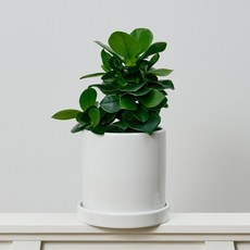 코코도르팜 도자기 화분 대형 크루시아, 그린, 1개