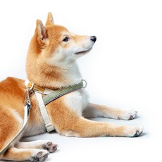 Okhee Dokhee 寵物防滑胸背帶+牽繩, 白色的