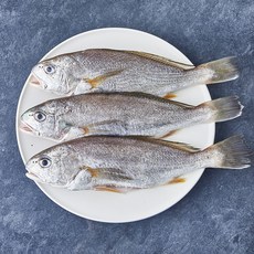 서귀포수협 제주 생물 손질 백조기 (냉장), 1개, 700g(대, 3마리)