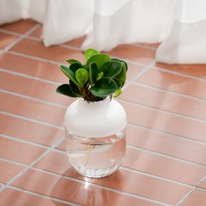 메이크정글 수경재배 식물 청페페 + 아쿠아캡슐 1호 화분 DIY 세트, 화이트(화분), 1세트