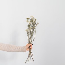 GAPANG Synensis 乾花 DRYB113, 白色數字 01