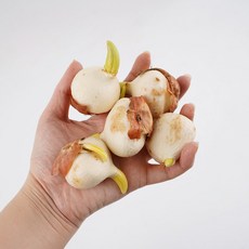 갑조네 튤립구근 5개입, 랜덤발송, 1개