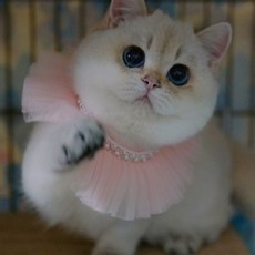 寵物褶皺雪紡珍珠項圈, 1個, 粉紅色