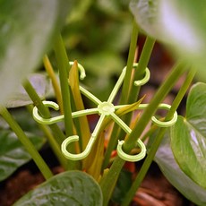 morningscent 몬스테라 줄기 고리지지대 4종 세트, 1세트