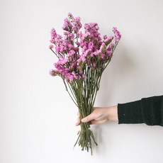 GAPANG 乾花, 淺粉色（No.01/DRYB10601）