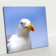 UDP 磁磚畫框 A型 3916046, 單一顏色