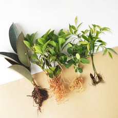 메이크정글 뿌리 흙세척 수경재배 식물 오렌지자스민 + 죽백나무 + 고무나무 + 천냥금 세트, 혼합색상, 1세트