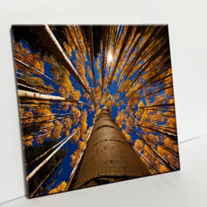 HTP 瓷磚 從下方看的黃色楓樹 C767