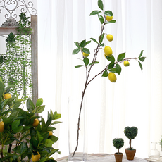 다우에프앤지 레몬 가지 100cm, 혼합색상, 2개