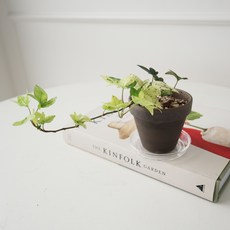 모리앤 독일 토분에 심은 백설공주아이비, 혼합색상, 1개