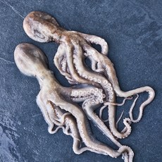 피시원 국내산 자연산 생물 활낙지(냉장), 500g(2~3미), 1박스