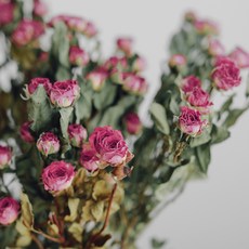 GAPANG 乾花和諧號02, 紅色的