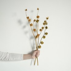 GAPANG 乾花DRYB240, 01（棕色）