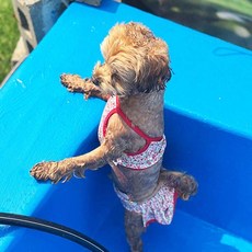 Jubico 幼犬花朵比基尼泳衣, 紅色, 1個