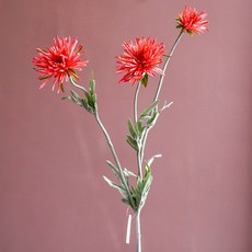 GAPANG 乾花菊花6號 DRYE018, 紅色