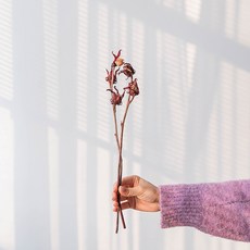 GAPANG 乾花玫瑰03號 DRYB189, 紅色的