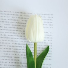 GAPANG 乾燥花 TESI060, 02號 白色