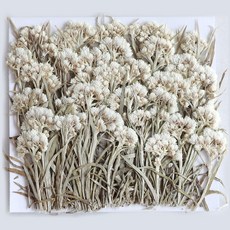 Hahakokusa乾燥花 小, 混色