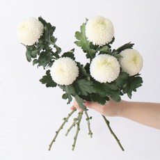 모리앤 퐁퐁 생화단 5대, 화이트