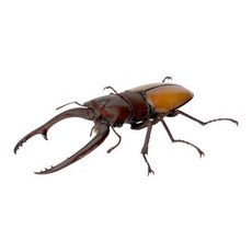 BANDAI 37轉蛋 生物大圖鑑 鍬形蟲 #09 款式隨機, 1入