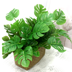 Iberis Dauf&J Monst葉子灌木 42cm, 綠色, 3個