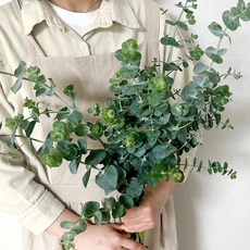 코코도르팜 생화 블랙잭 5대, 그린