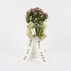 갑조네 은행목 10cm + 원형 도자기 + 리본 세트, 화이트(화분), 1세트