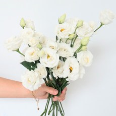 모리앤 생화단 리시안셔스, 화이트