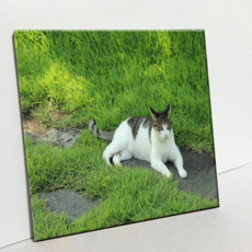 HTP 瓷磚 草地上的貓 C2920