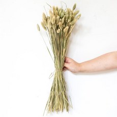 GAPANG 拉格斯兩色乾花 DRYB197, 03號（綠色）