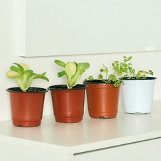 코코도르팜 채소 포트 소형 2종 고수 2p + 청경채 2p, 혼합색상, 1세트