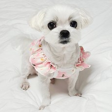 도기코디 강아지 데이지 프릴 크롭나시, 핑크, 1개