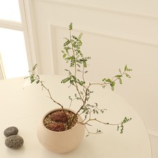 모리앤 달항아리에 심은 마오리소포라, 혼합색상, 1개