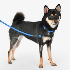올치 반려동물 꼬임방지 로프 리드 세트, 블루, 1개