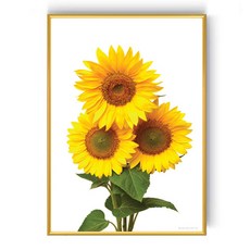 向日葵C海報 + 金色畫框 + 無痕釘, 金色, 1個