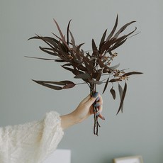 GAPANG 桉樹乾花DRYB163, 05號（棕色）