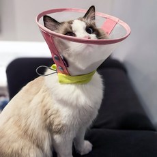 PASTEL PET 寵物按扣式彩色頸圈, 粉紅色, 1個