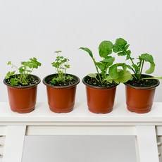 코코도르팜 채소 포트 소형 2종 이탈리안파슬리 2p + 루꼴라 2p, 랜덤발송(화분 포트), 1세트