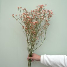 GAPANG 乾花和諧號03, 橘子