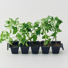농업회사법인 주식회사 코코도르팜 텃밭가꾸기 토마토 모종, 그린, 5개