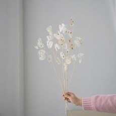 GAPANG 乾花 03 號 DRYB141, 白色的