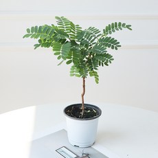 모리앤 타마린드 아카시아 나무, 그린(나무), 랜덤발송(화분포트), 1개