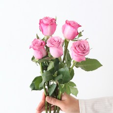 모리앤 생화 장미단 5대, 홀리데이