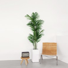 쟈뎅드에덴 아레카야자나무 160cm, 혼합색상, 1개