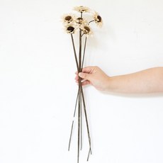 GAPANG 乾花02號 DRYB099, 白色的