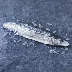 서귀포수협 제주 생물 손질 삼치 중 (냉장), 1개, 800g